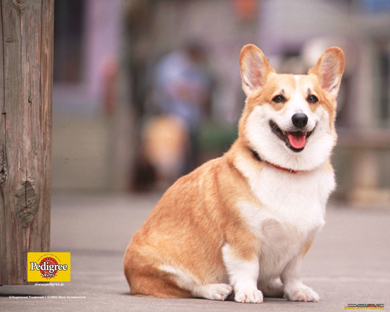 , pedigree